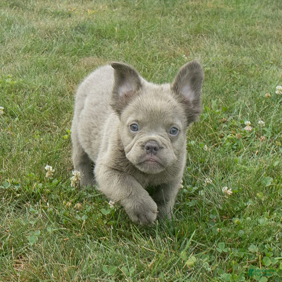 French Bulldog dogs for sale: Rusty - Image 13
