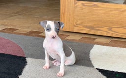 Italian Greyhound dogs for sale: Tina - Image 12