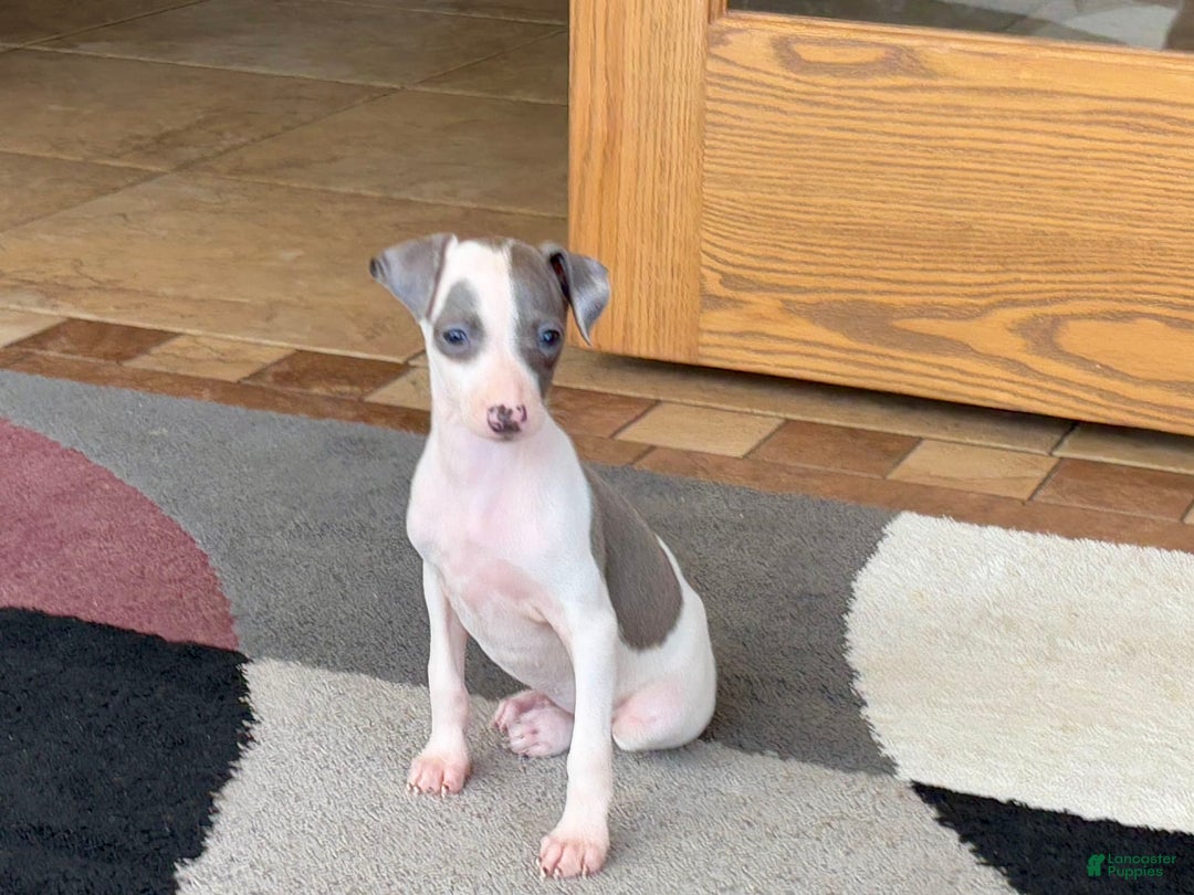 Italian Greyhound dogs for sale: Tina - Image 12
