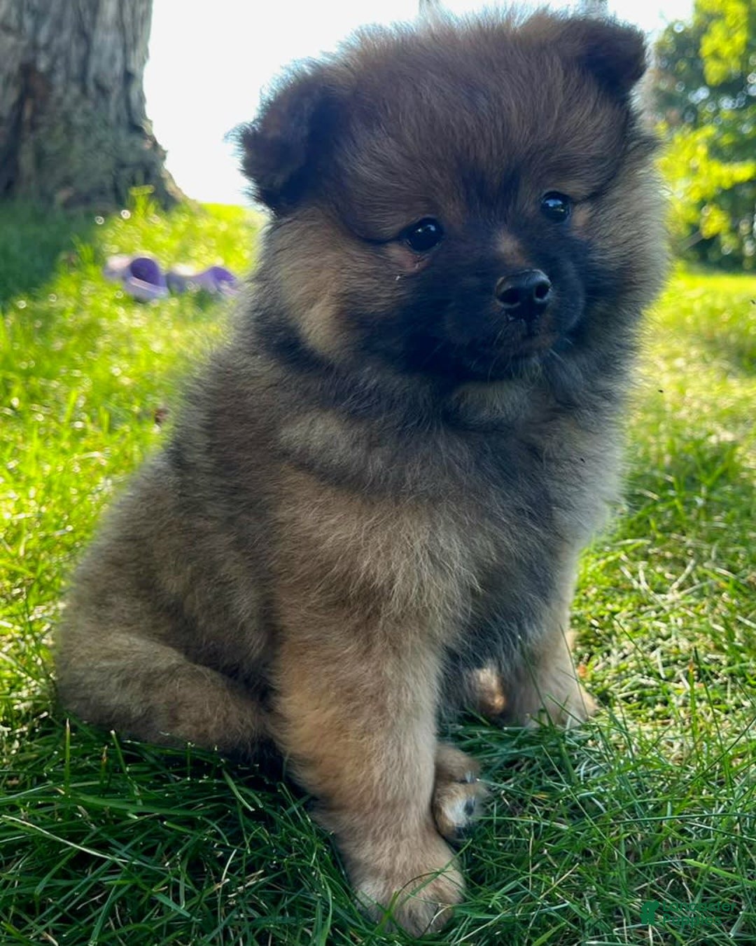 Pomeranian dogs for sale: Remi - Image 8