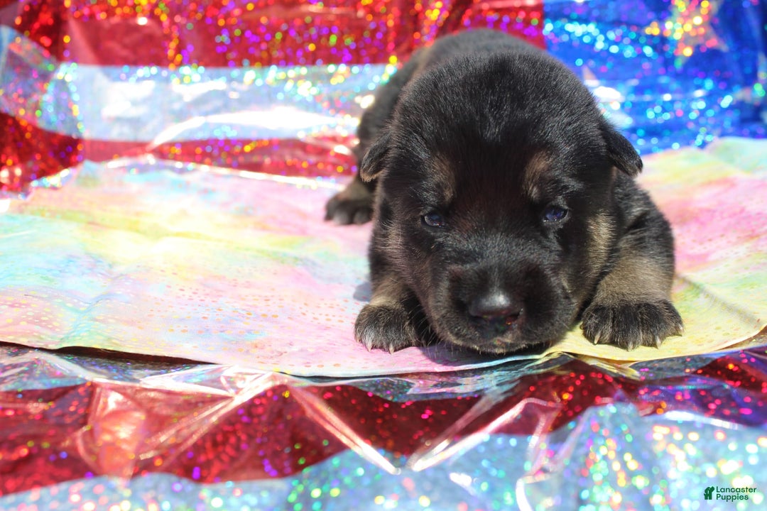 Gerberian Shepsky dogs for sale: Gerberian Shepsky 2 puppies - Image 8