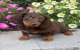 Dachshund dogs for sale: Danny - Image 7