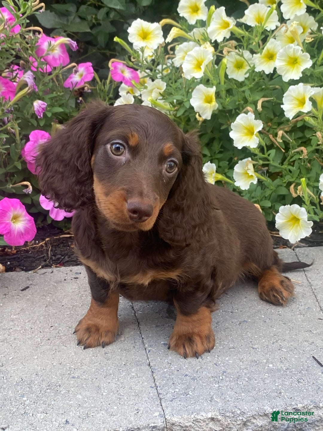 Dachshund dogs for sale: Danny - Image 7