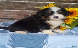 Mini Bernedoodle dogs for sale: Pepsi - Image 1