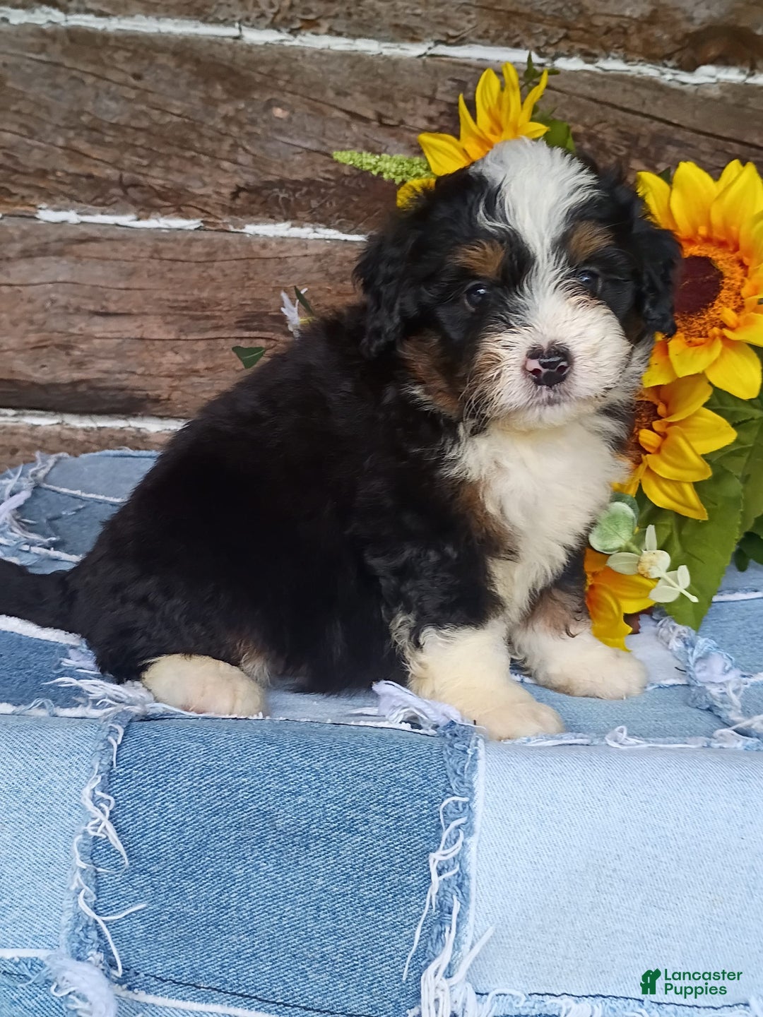 Mini Bernedoodle dogs for sale: Pepsi - Image 1