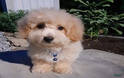 Bichpoo dogs for sale: Gabe - Image 4