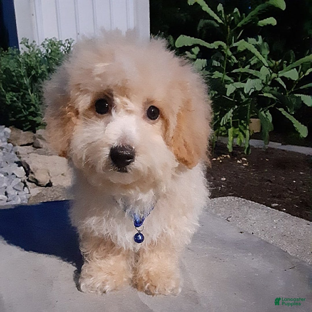 Bichpoo dogs for sale: Gabe - Image 4