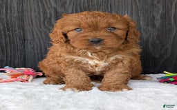 Cavapoo dogs for sale: Toby - Image 14