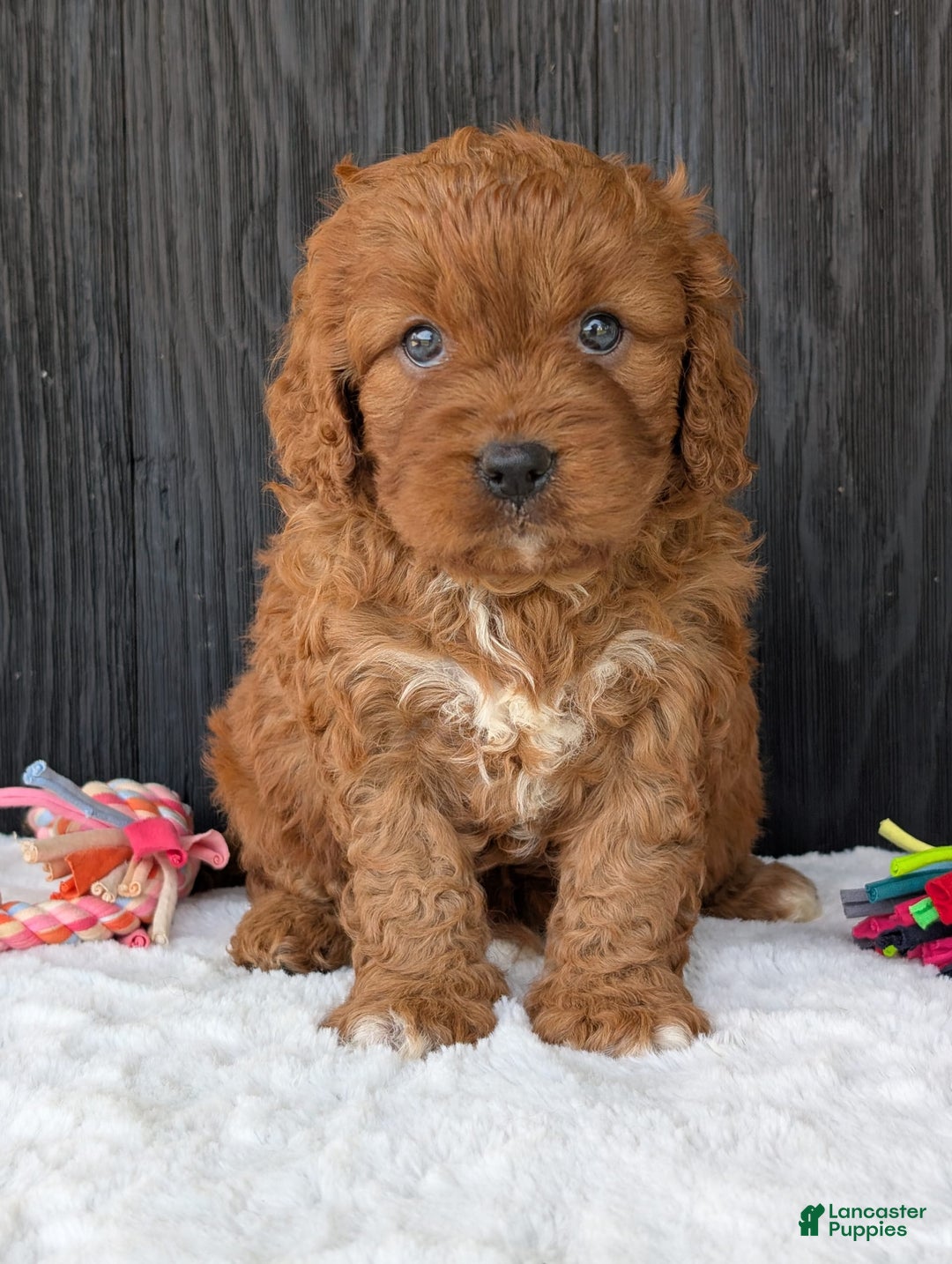 Cavapoo dogs for sale: Toby - Image 14
