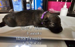 German Shepherd dogs for sale: Sable Female Dk Purple - Image 1