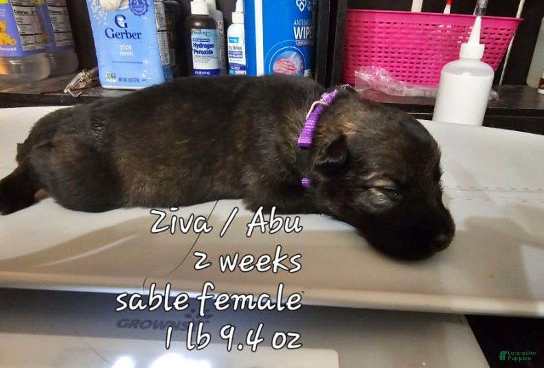 German Shepherd dogs for sale: Sable Female Dk Purple - Image 1