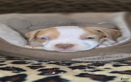 American Bully dogs for sale: Latte - Image 2