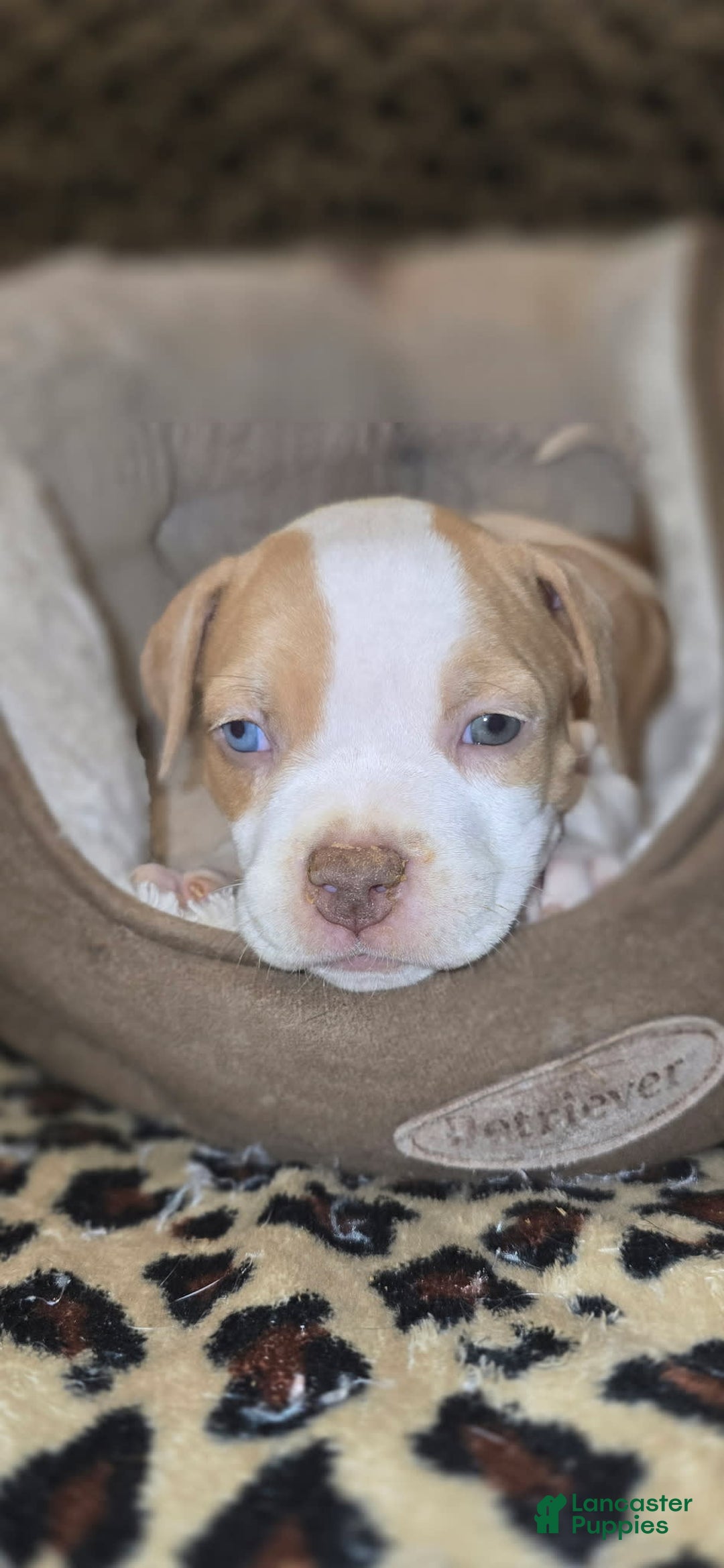 American Bully dogs for sale: Latte - Image 2