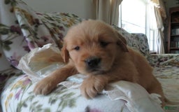 Golden Retriever dogs for sale: Twinkie - Image 10