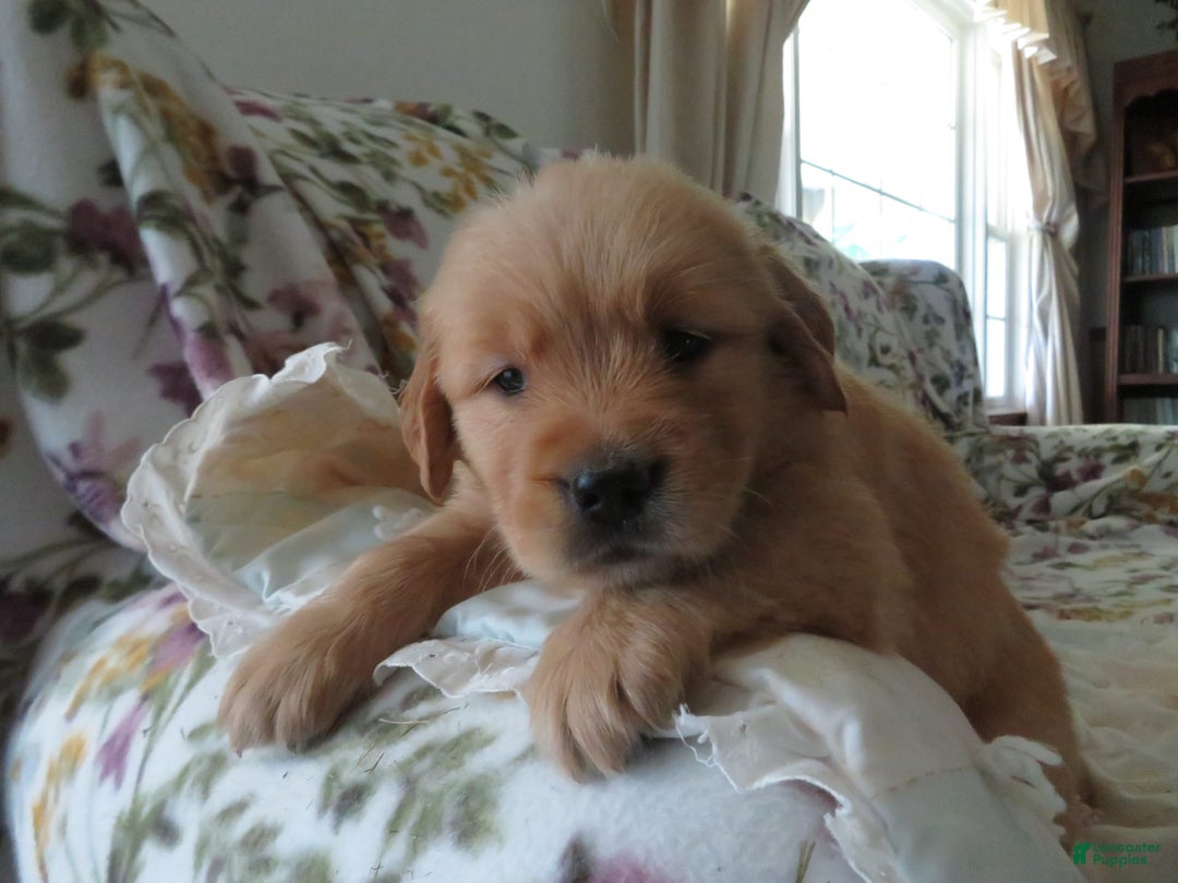 Golden Retriever dogs for sale: Twinkie - Image 10
