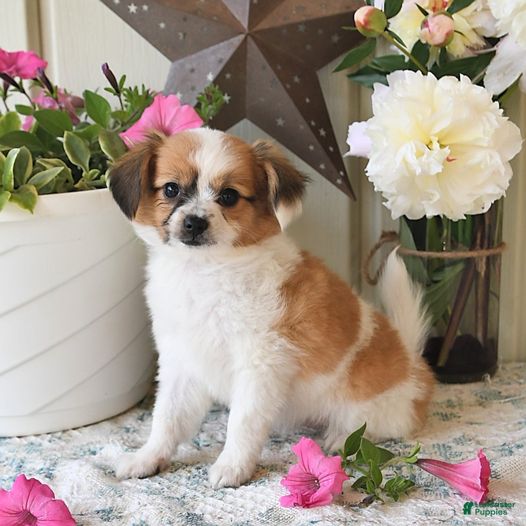 Papillon dogs for sale: Alex - Image 15