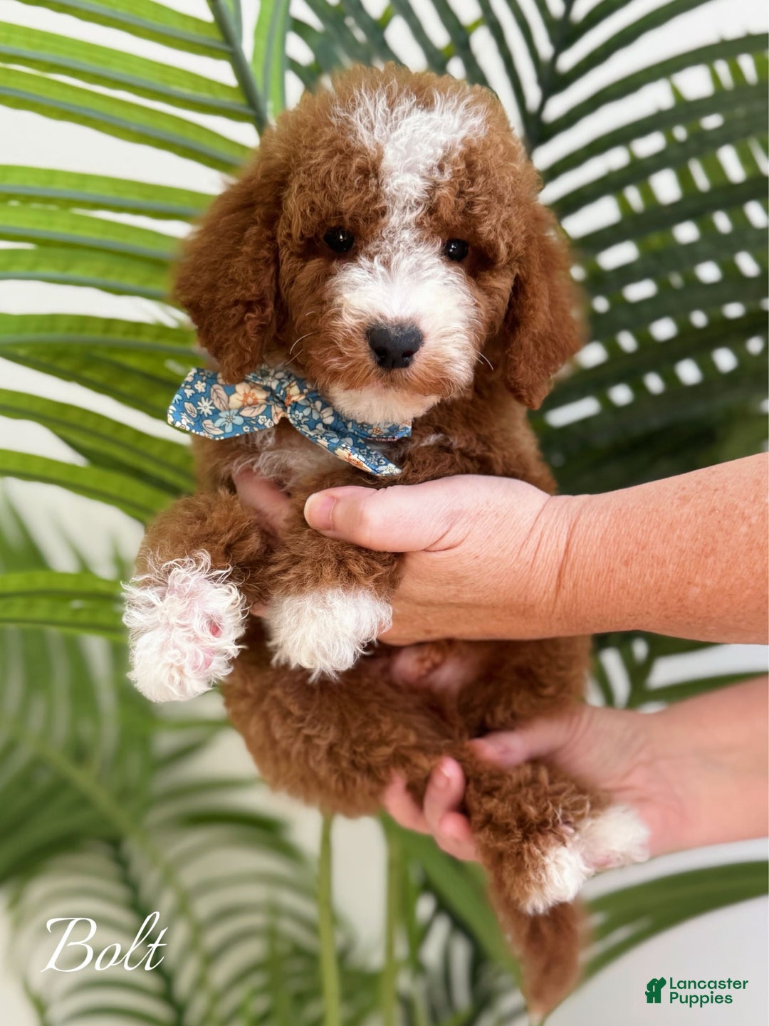 Mini Goldendoodle dogs for sale: Petite Bolt - Image 6
