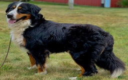 Bernese Mountain Dog dogs for sale: Bear - Image 6
