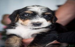 Bernedoodle dogs for sale: Jordan - Image 5