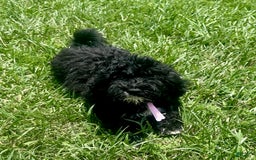 Aussiedoodle dogs for sale: Chip - Image 2