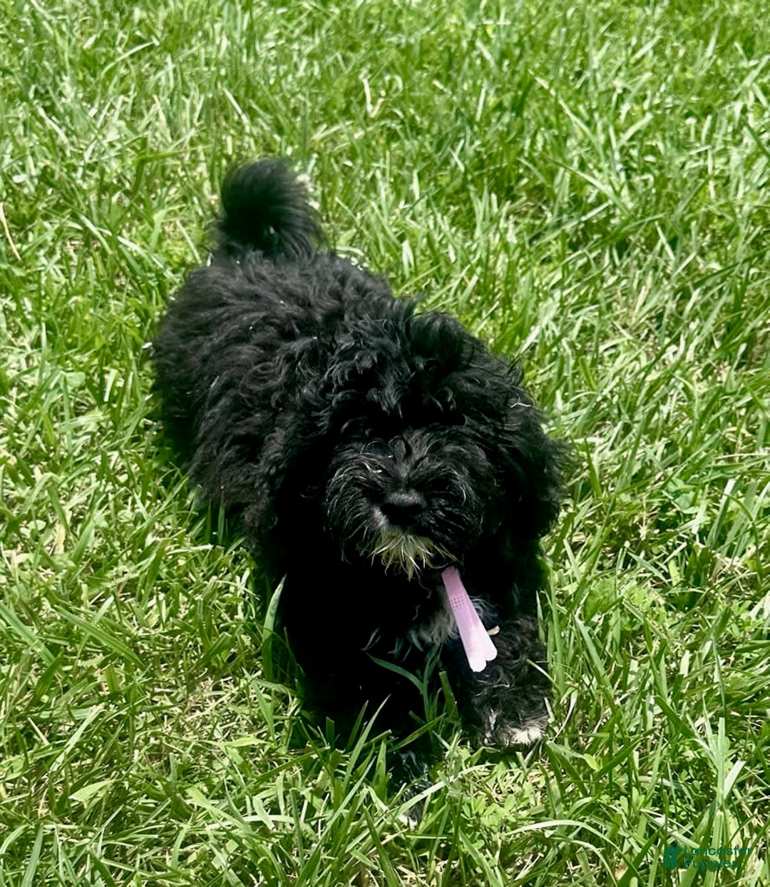 Aussiedoodle dogs for sale: Chip - Image 2