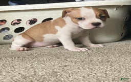 American Bully dogs for sale: Buffy - Image 1