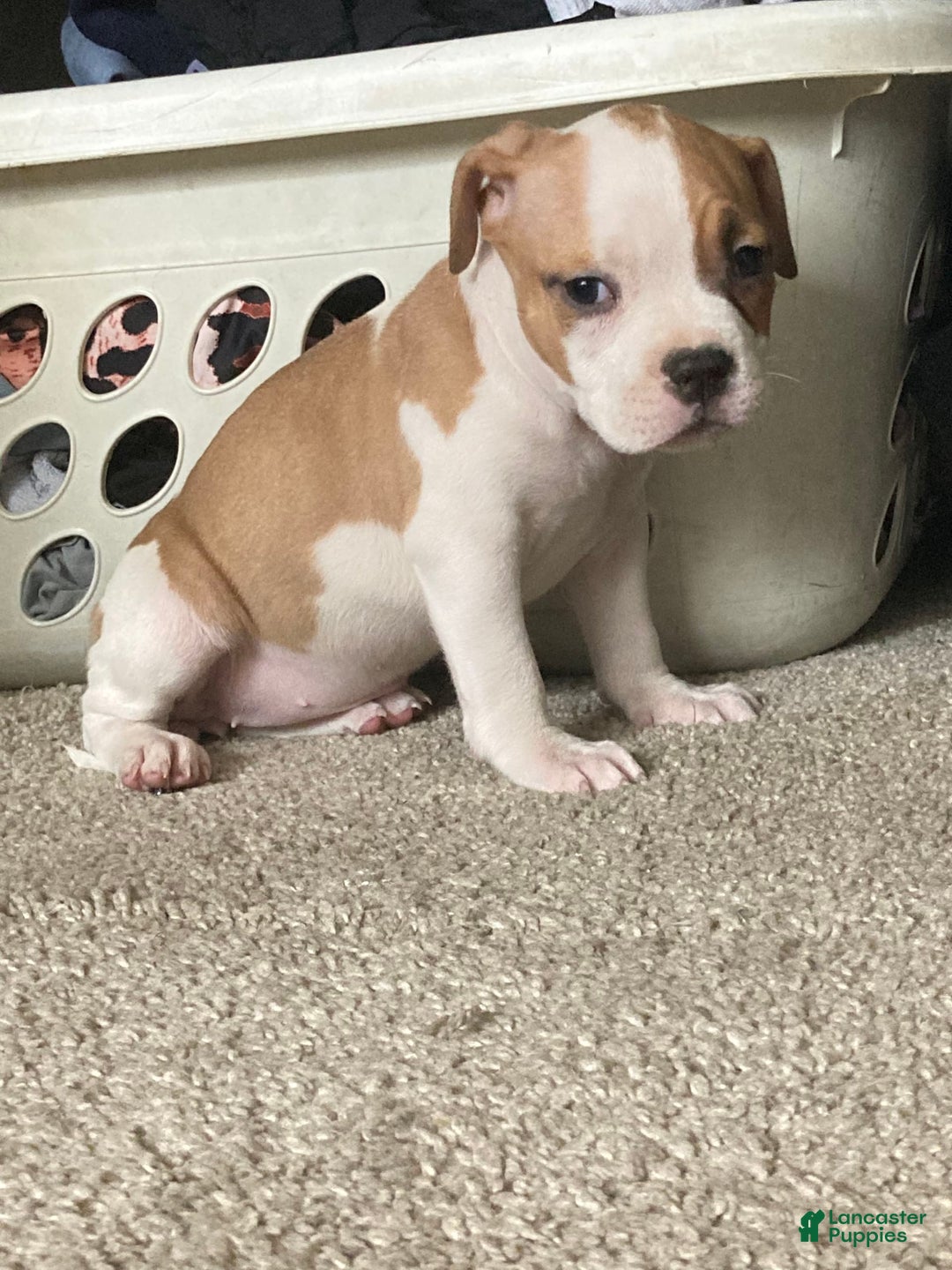 American Bully dogs for sale: Buffy - Image 1