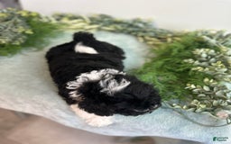 Mini Bernedoodle dogs for sale: Jasper - Image 8