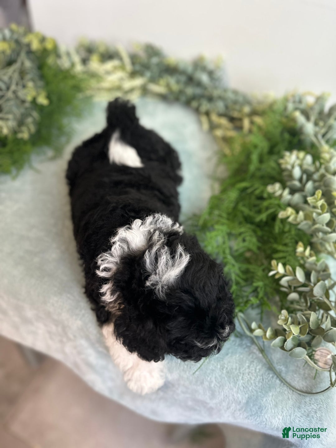 Mini Bernedoodle dogs for sale: Jasper - Image 8