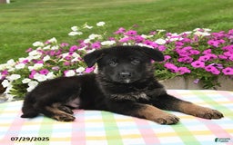 German Shepherd dogs for sale: Archie - Image 1