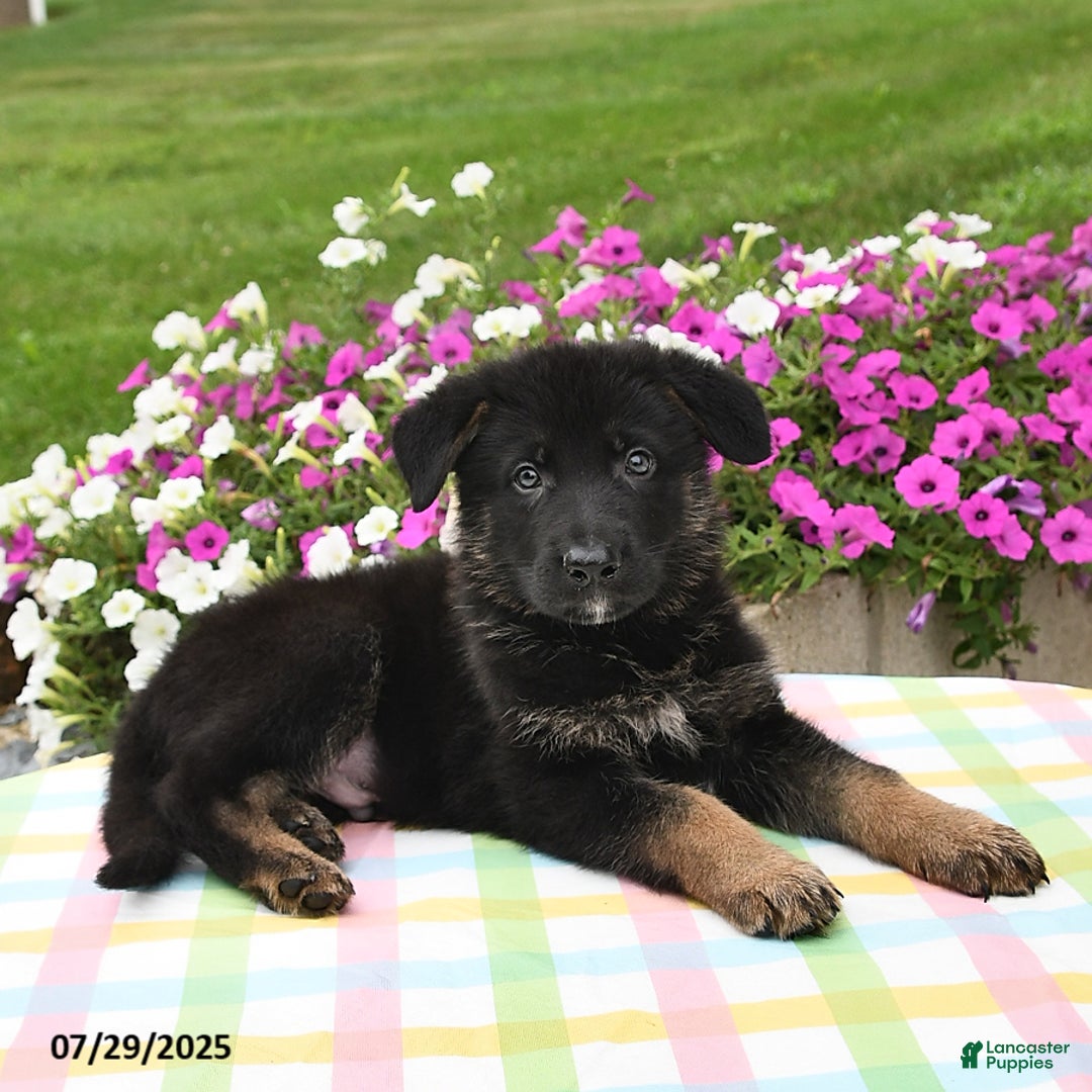 German Shepherd dogs for sale: Archie - Image 1