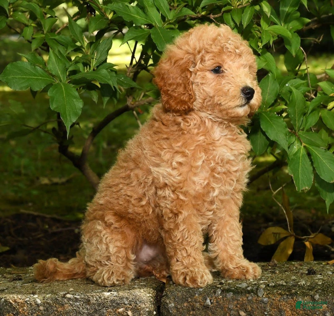 Mini Goldendoodle dogs for sale: Lulu - Image 1