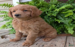 Goldendoodle dogs for sale: Reed - Image 38