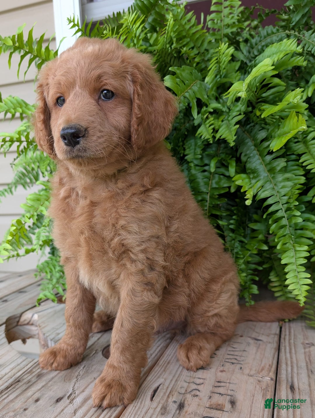 Goldendoodle dogs for sale: Reed - Image 38