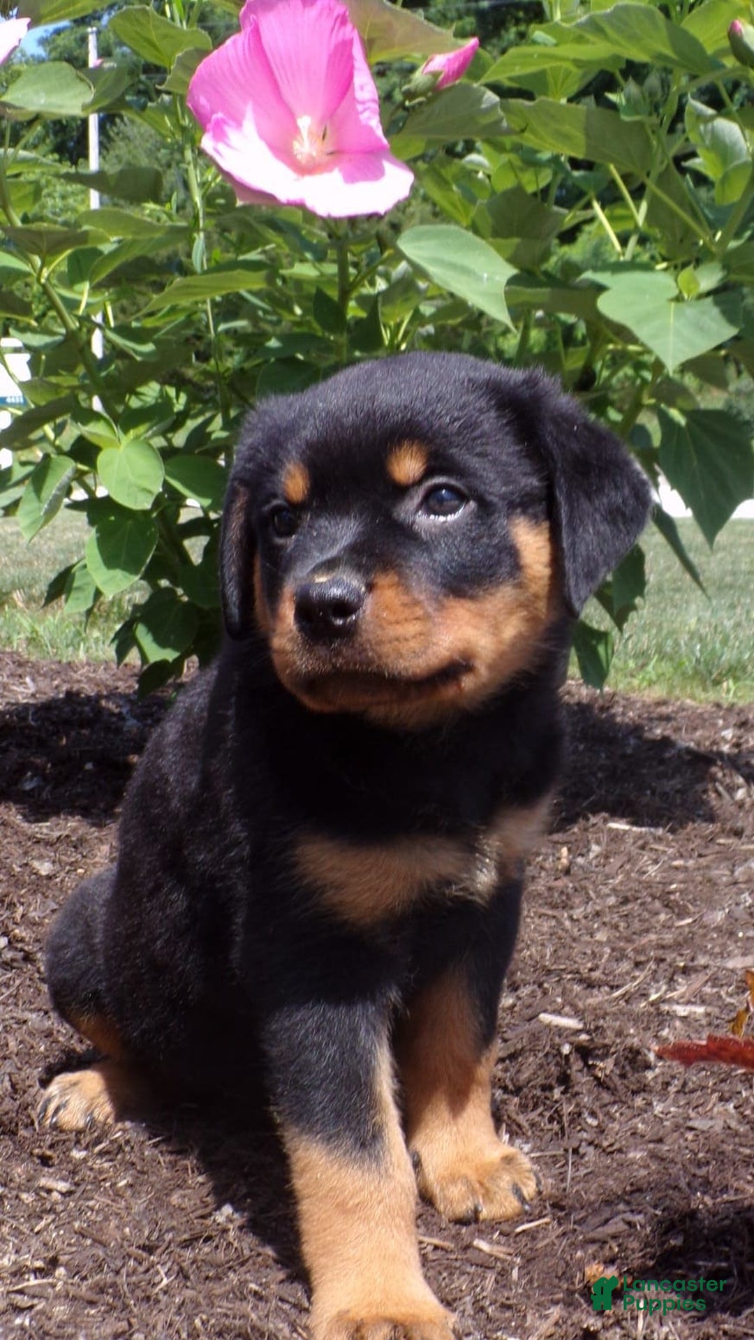 Rottweiler dogs for sale: Lavender - Image 14