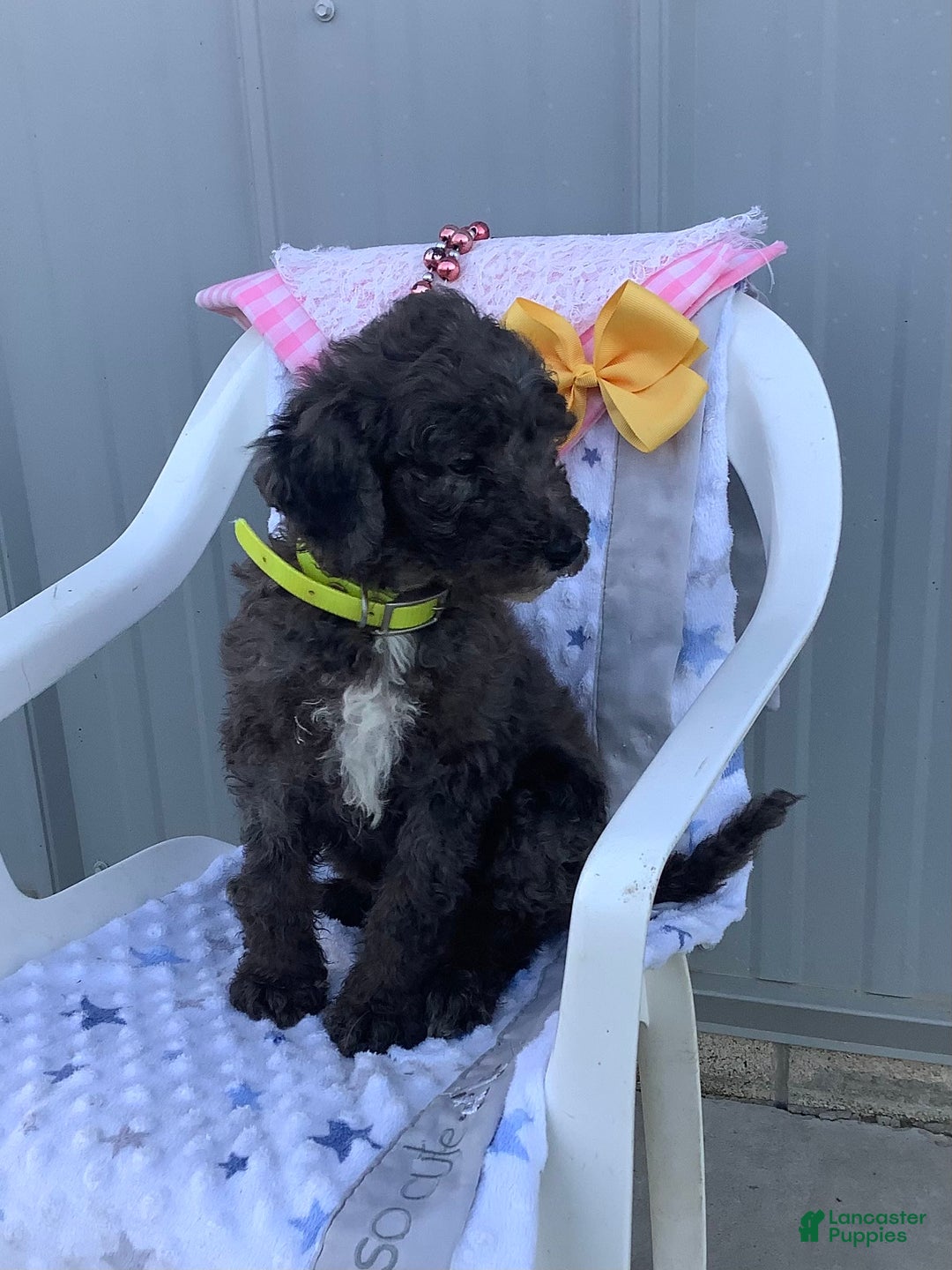 Goldendoodle dogs for sale: Lucy - Image 9
