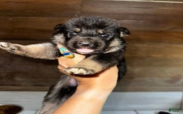 Gerberian Shepsky dogs for sale: Atticus - Image 3