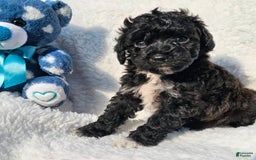 Toy Poodle dogs for sale: Tyler - Image 3