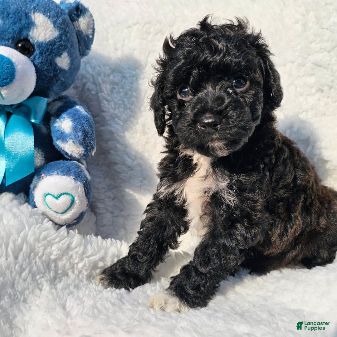 Toy Poodle dogs for sale: Tyler - Image 3