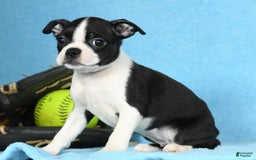 Boston Terrier dogs for sale: Ivy - Image 6
