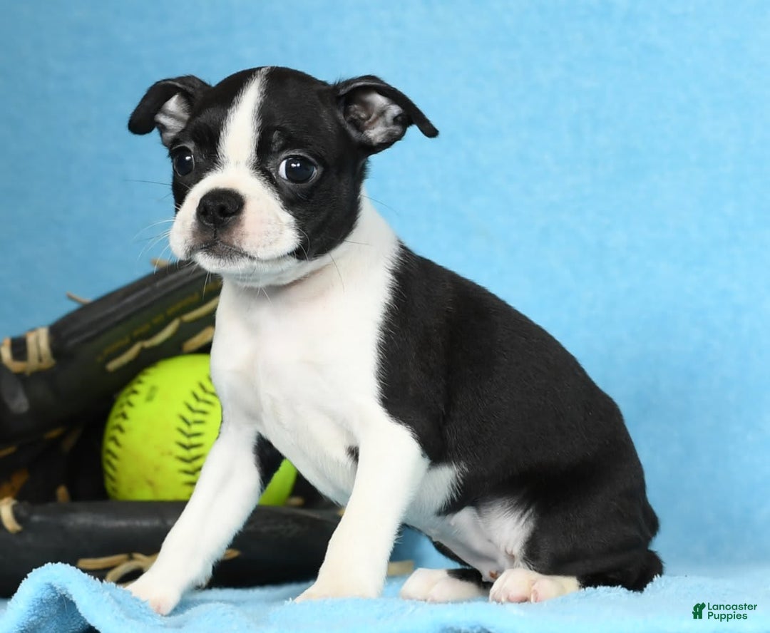 Boston Terrier dogs for sale: Ivy - Image 6