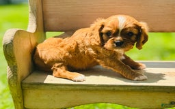 Cavalier King Charles Spaniel dogs for sale: Carl - Image 3