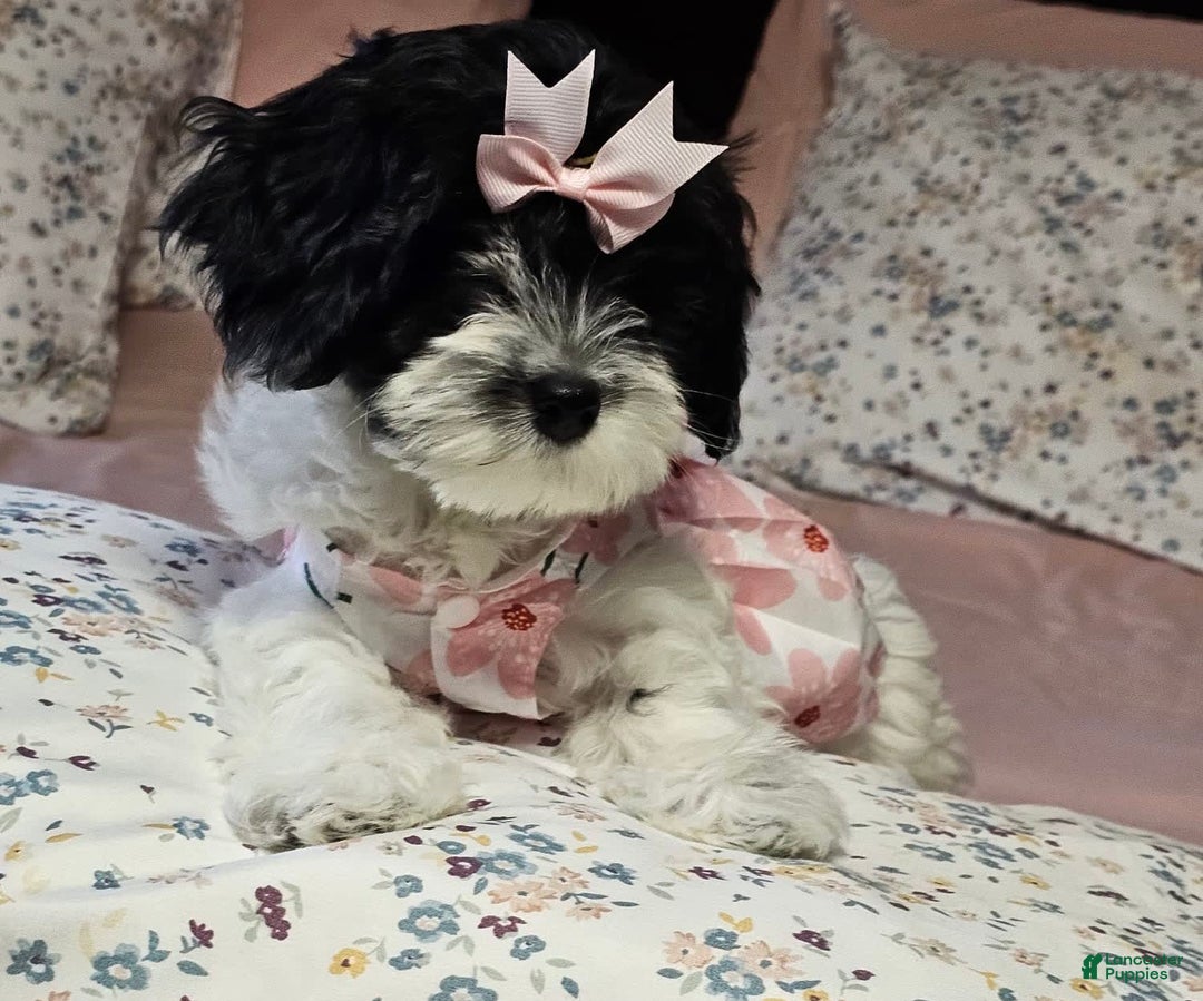 Cockapoo dogs for sale: Oreo - Image 3