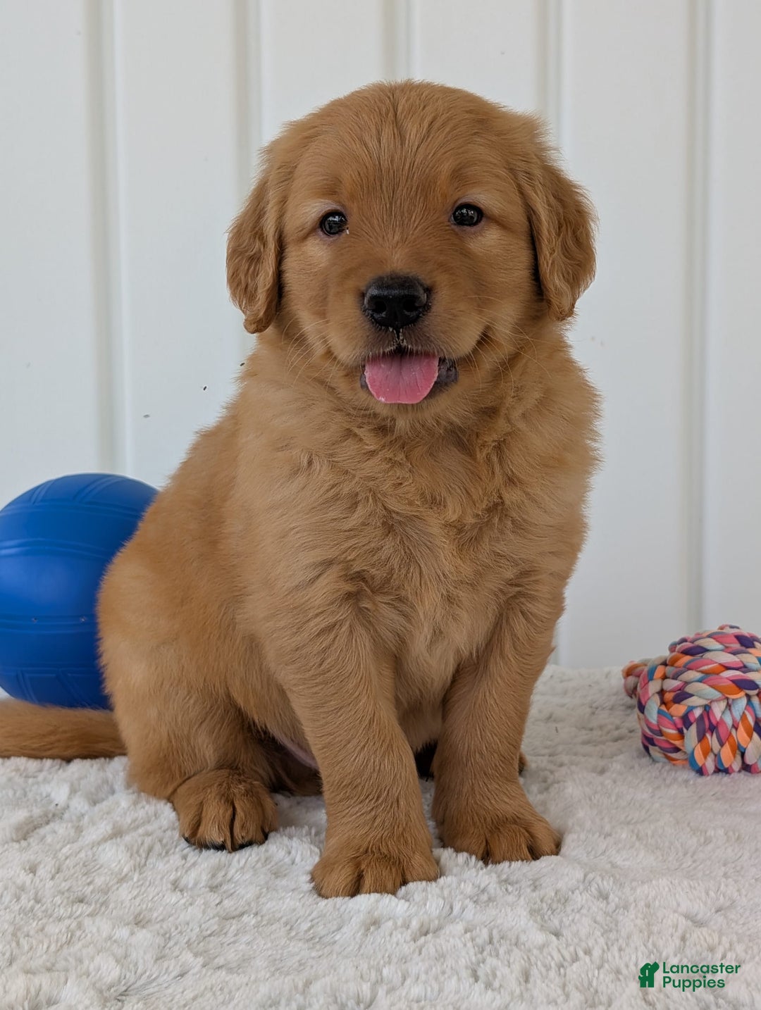 Golden Retriever dogs for sale: Porter - Image 3