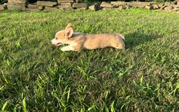 Welsh Corgi Pembroke dogs for sale: Molly - Image 25