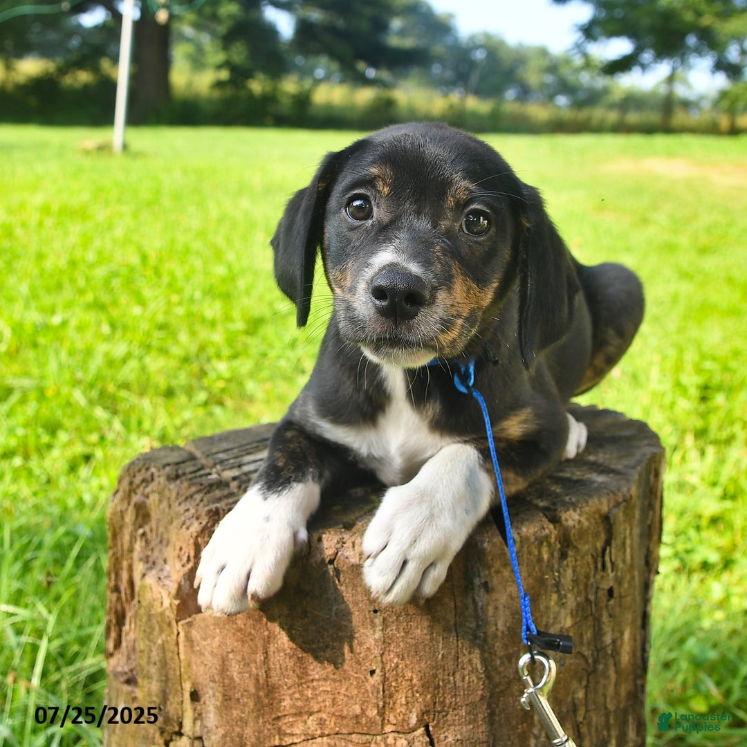 Golden Retriever dogs for sale: Samson - Image 5