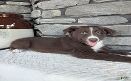 Australian Shepherd dogs for sale: Fido - Image 1