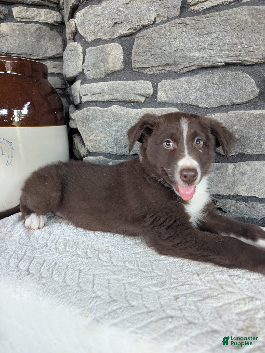 Australian Shepherd dogs for sale: Fido - Image 1
