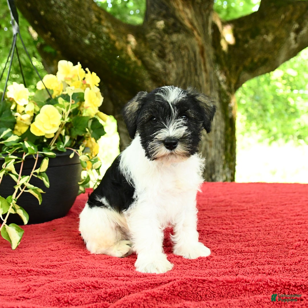 Miniature Schnauzer dogs for sale: Pal - Image 1