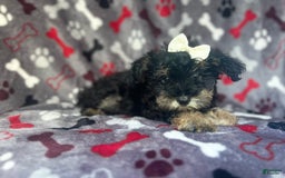 Miniature Schnauzer dogs for sale: Lilo - Image 4